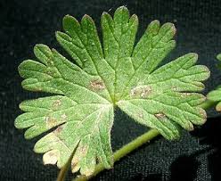 Attēlu rezultāti vaicājumam “Geranium molle”