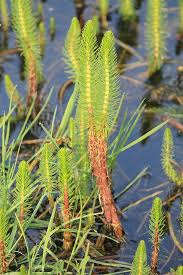 Attēlu rezultāti vaicājumam “Hippuridaceae”