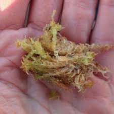 Attēlu rezultāti vaicājumam “Sphagnum tenellum”