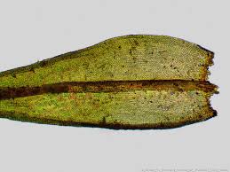 Attēlu rezultāti vaicājumam “Schistidium apocarpum”