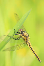 Attēlu rezultāti vaicājumam “Orthetrum cancellatum”