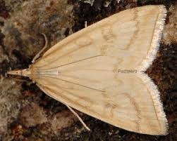 Attēlu rezultāti vaicājumam “Udea lutealis”