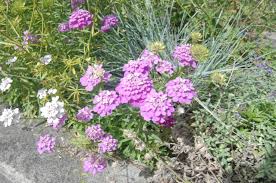 Image result for Iberis umbellata