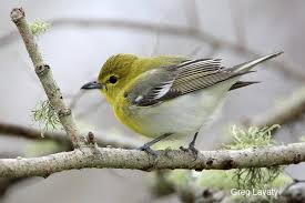 Image result for Vireo flavifrons