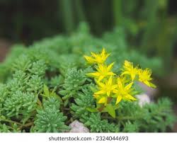 Attēlu rezultāti vaicājumam “Sedum acre flower”