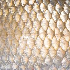 Image result for Carpiodes cyprinus