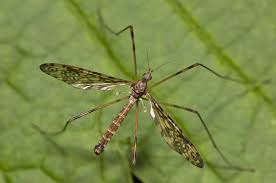 Attēlu rezultāti vaicājumam “Epiphragma ocellare”