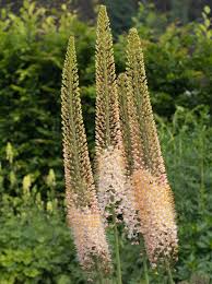 Image result for Steppenkerze