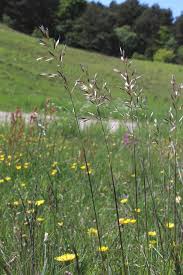 Attēlu rezultāti vaicājumam “Helictotrichon pubescens”