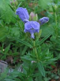 Attēlu rezultāti vaicājumam “Dracocephalum ruyschiana”