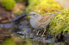 Attēlu rezultāti vaicājumam “Prunella modularis adult”