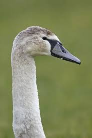 Attēlu rezultāti vaicājumam “Cygnus olor juvenile”