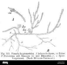 Attēlu rezultāti vaicājumam “Funaria hygrometrica sporophyte”