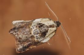 Attēlu rezultāti vaicājumam “Tortricidae”