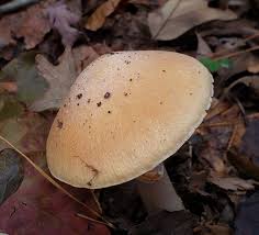 Attēlu rezultāti vaicājumam “Rozites caperata”