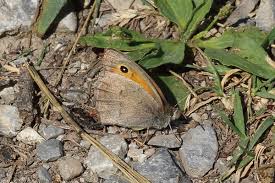 Attēlu rezultāti vaicājumam “Hyponephele lycaon”