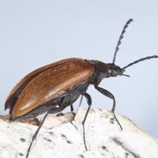 Attēlu rezultāti vaicājumam “Pseudocistela ceramboides”