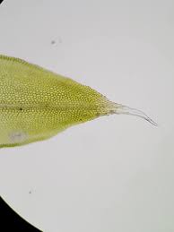 Attēlu rezultāti vaicājumam “Orthotrichum diaphanum sporophyte”