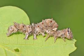 Attēlu rezultāti vaicājumam “Catocala sponsa”