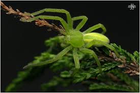 Attēlu rezultāti vaicājumam “Micrommata virescens”