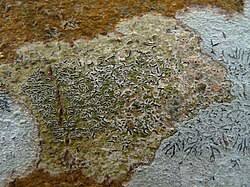 Attēlu rezultāti vaicājumam “Phaeographis dendritica”