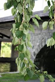 Attēlu rezultāti vaicājumam “Populus laurifolia”