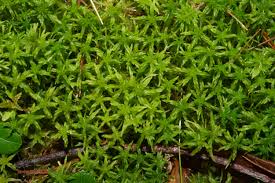 Attēlu rezultāti vaicājumam “Sphagnum squarrosum”