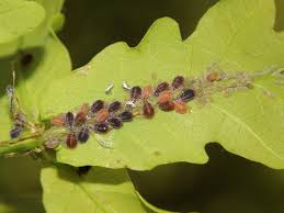 Attēlu rezultāti vaicājumam “Thecabius affinis nymph”