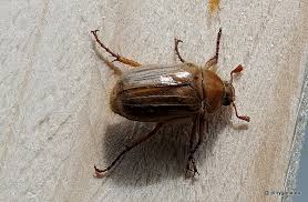 Attēlu rezultāti vaicājumam “Amphimallon solstitiale”