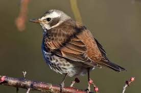 Image result for Turdus naumanni