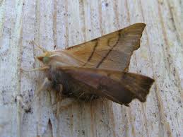 Attēlu rezultāti vaicājumam “Ennomos autumnaria male”