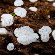Attēlu rezultāti vaicājumam “Ceratiomyxa porioides spores”