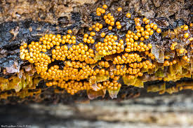 Attēlu rezultāti vaicājumam “Trichia varia spores”