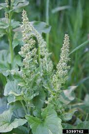 Attēlu rezultāti vaicājumam “Chenopodium bonus-henricus leaf”