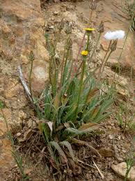 Image result for Agoseris major