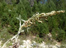 Attēlu rezultāti vaicājumam “Gnaphalium sylvaticum”