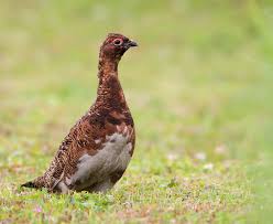 Attēlu rezultāti vaicājumam “Lagopus lagopus”