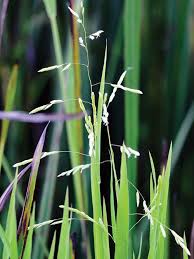 Attēlu rezultāti vaicājumam “Leersia oryzoides”