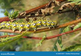 Attēlu rezultāti vaicājumam “Cucullia verbasci larva”