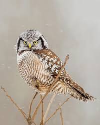 Image result for Surnia ulula