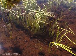 Attēlu rezultāti vaicājumam “Sparganium minimum”