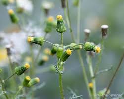 Attēlu rezultāti vaicājumam “Senecio vulgaris flower”