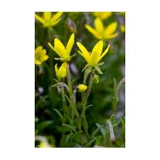 Attēlu rezultāti vaicājumam “Saxifraga hirculus flower”