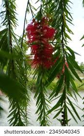 Attēlu rezultāti vaicājumam “Salix x doniana flower”