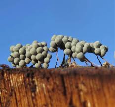 Attēlu rezultāti vaicājumam “Badhamia utricularis”