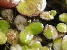 Attēlu rezultāti vaicājumam “Lemna minor”