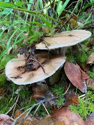 Attēlu rezultāti vaicājumam “Gomphidius glutinosus”