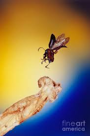 Attēlu rezultāti vaicājumam “Phyllotreta sp.”