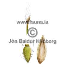 Attēlu rezultāti vaicājumam “Eleocharis uniglumis fruit”