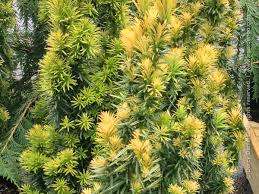 Attēlu rezultāti vaicājumam “Taxus baccata leaf”